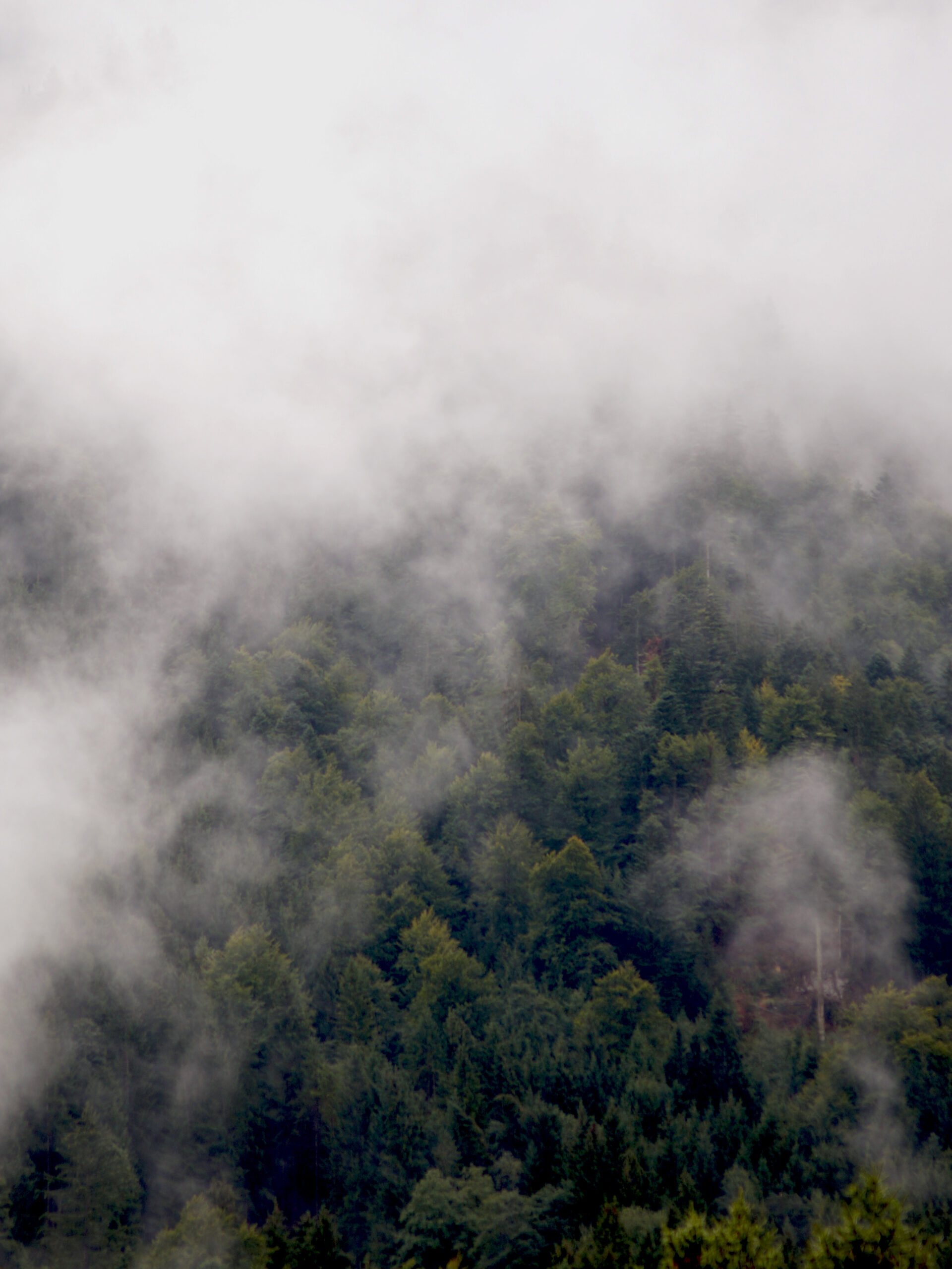 Wald 3-4 Das Foto eines Tannen-Waldes, an dem nach einem Gewitter Wolekn und Nebel aufsteigen.
